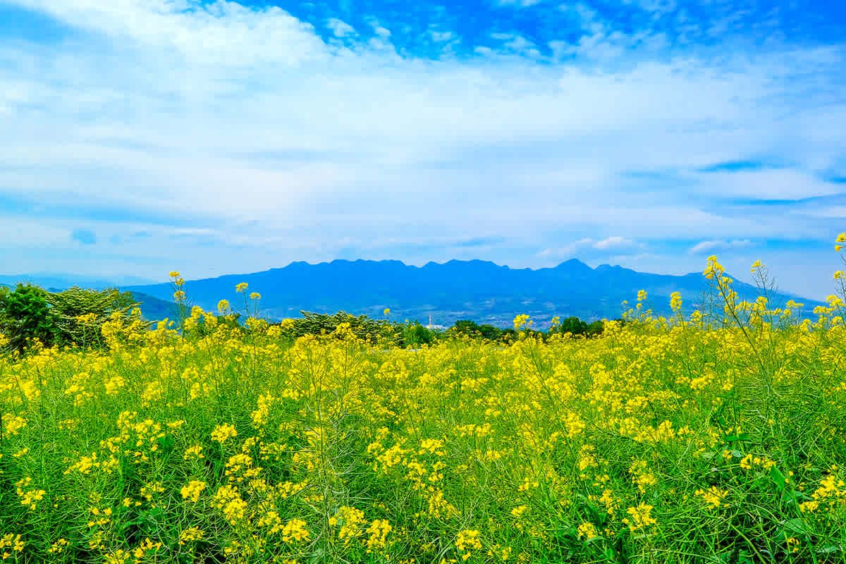 🌸 하나다카 전망 꽃의 언덕 (하나다카텐보하나노오카) 이미지 9